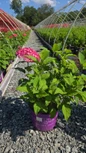 Dreamscape Hydrangea at the farm