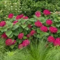 DreamScape Hydrangea Shrubs Blooming 