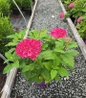 DreamScape™ Smooth Hydrangea #3 pot