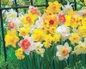 3 Months of Daffodils Mixture