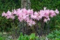 Amaryllis belladonnain landscape