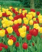red and yellow blooms