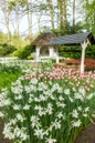 Daffodil Fragrant Thaliain landscape view