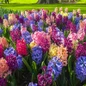 Hyacinth Mix colorful fragrant flower spikes