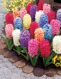 Hyacinths Mixed Visions