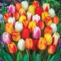Tulip Mixes colorful late blooming flowers