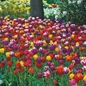Long Stemmed Perennial Tulip Mix Bulbs