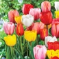 Mid Season Blooming Tulip Mix Bulbs