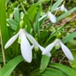 Snowdrop delicate white spring blooms