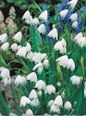 Snowdrops