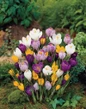 Mixed Crocus in landscape view
