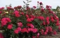 Triple Knock Out Rose Bush