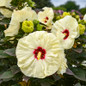 Coconut Cream Rose Mallow creamy white blooms