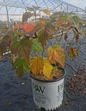 Summerific® Glitter Bomb Hibiscus #3 pot in nursery.jpeg