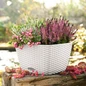 Outdoor BACINO Cottage Planter