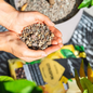 Using CITRUSPON - Citrus Plant Substrate