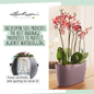 ORCHIDPON - Orchid Plant Substrate Drainage