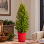 Cozy Potted Evergreen Holiday Still Life