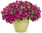 Superbells Blackcurrant Punch Calibrachoa Covered in Blooms in Garden Planter