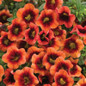 Superbells® Tangerine Punch™ Calibrachoa Flowers