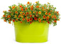 Superbells® Tangerine Punch™ Calibrachoa In a yellow pot