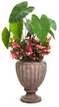 Heart of The Jungle Colocasia in Decorative Pot
