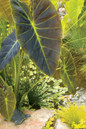 Large Tropical Illustris Colocasia Plant