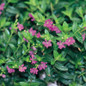 Lavender Lace Cuphea Leaves and Blooms