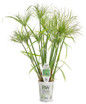 Graceful Grasses® Prince Tut Dwarf Egyptian Papyrus