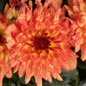 Dalina® Grande Tequila Dahlia Flower Petals