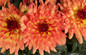 Dalina® Grande Tequila Dahlia Flowers Close Up
