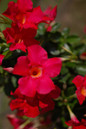 Sundenia® Coral Dipladenia Flowers and foliage