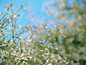 Diamond Frost Euphorbia Foliage and Flowers