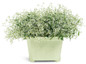 Diamond Frost Euphorbia in Decorative Pot