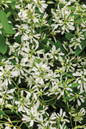 Diamond Snow® Euphorbia Flowers and Foliage