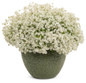 Diamond Snow® Euphorbia in Decorative Pot Covered in Flowers