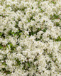Diamond Snow® Euphorbia Flower Petals