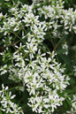 Diamond Snow® Euphorbia Blooms and Leaves