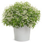 Diamond Snow® Euphorbia in Garden Planter