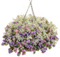 Diamond Snow® Euphorbia in Mixed Annual Hanging Basket