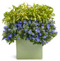 Blue My Mind® Dwarf Morning Glory in Mixed Annual Combo Planter