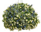 Blue My Mind® Dwarf Morning Glory in Mixed Annual Hanging Basket