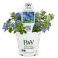 Blue My Mind® Dwarf Morning Glory in Proven Winners Pot