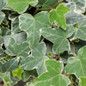 Proven Accents® Glacier Ivy Variegated Foliage