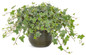 Proven Accents® Glacier Ivy in garden planter