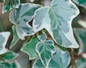 Proven Accents® Glacier Ivy leaves close up