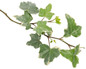 Proven Accents® Glacier Ivy stem with leaves
