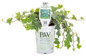 Proven Accents® Glacier Ivy in Proven Winners Pot