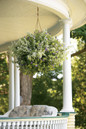 Licorice Splash Licorice Plant in Mixed Annual Hanging Basket