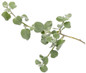 Proven Accents® White Licorice Plant leaf and stem